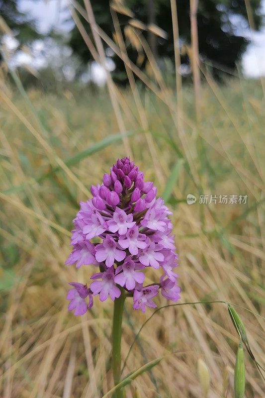 金字塔兰(Anacamptis pyramidalis)